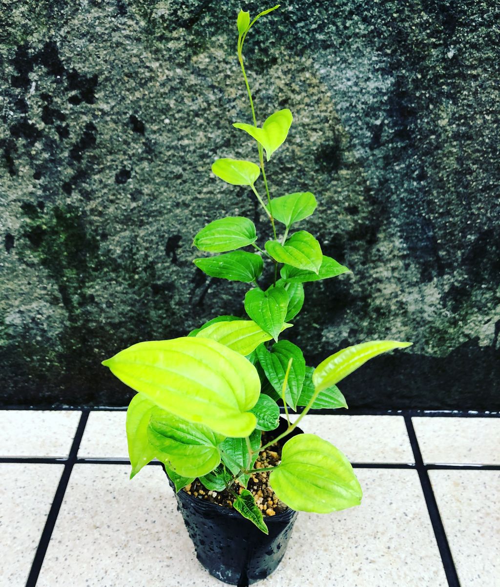 リキュウソウ販売 花重 京都 Hanajyu