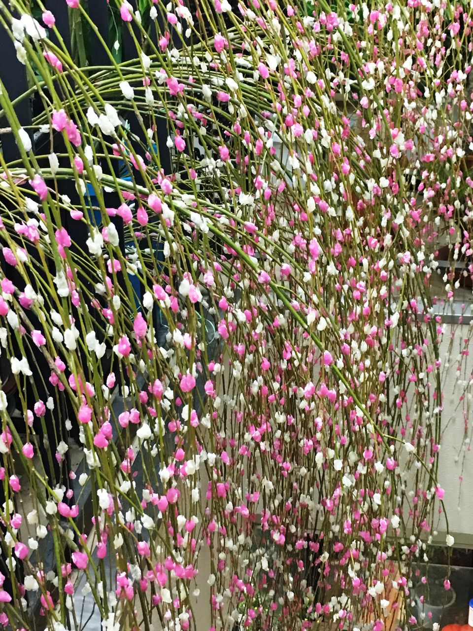 花重 京都 Hanajyu モチ花販売店 花重 京都 Hanajyu モチ花販売店