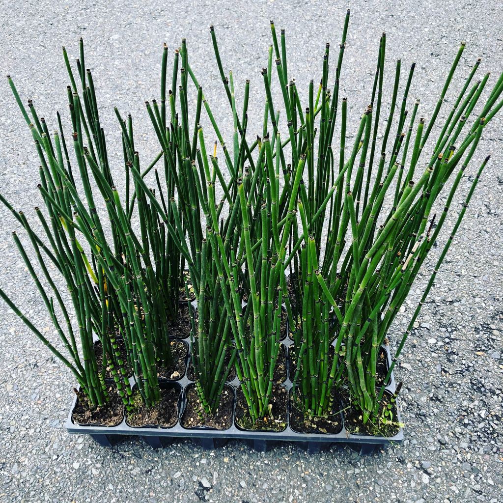 とくさ入荷 - 花重 京都 hanajyu