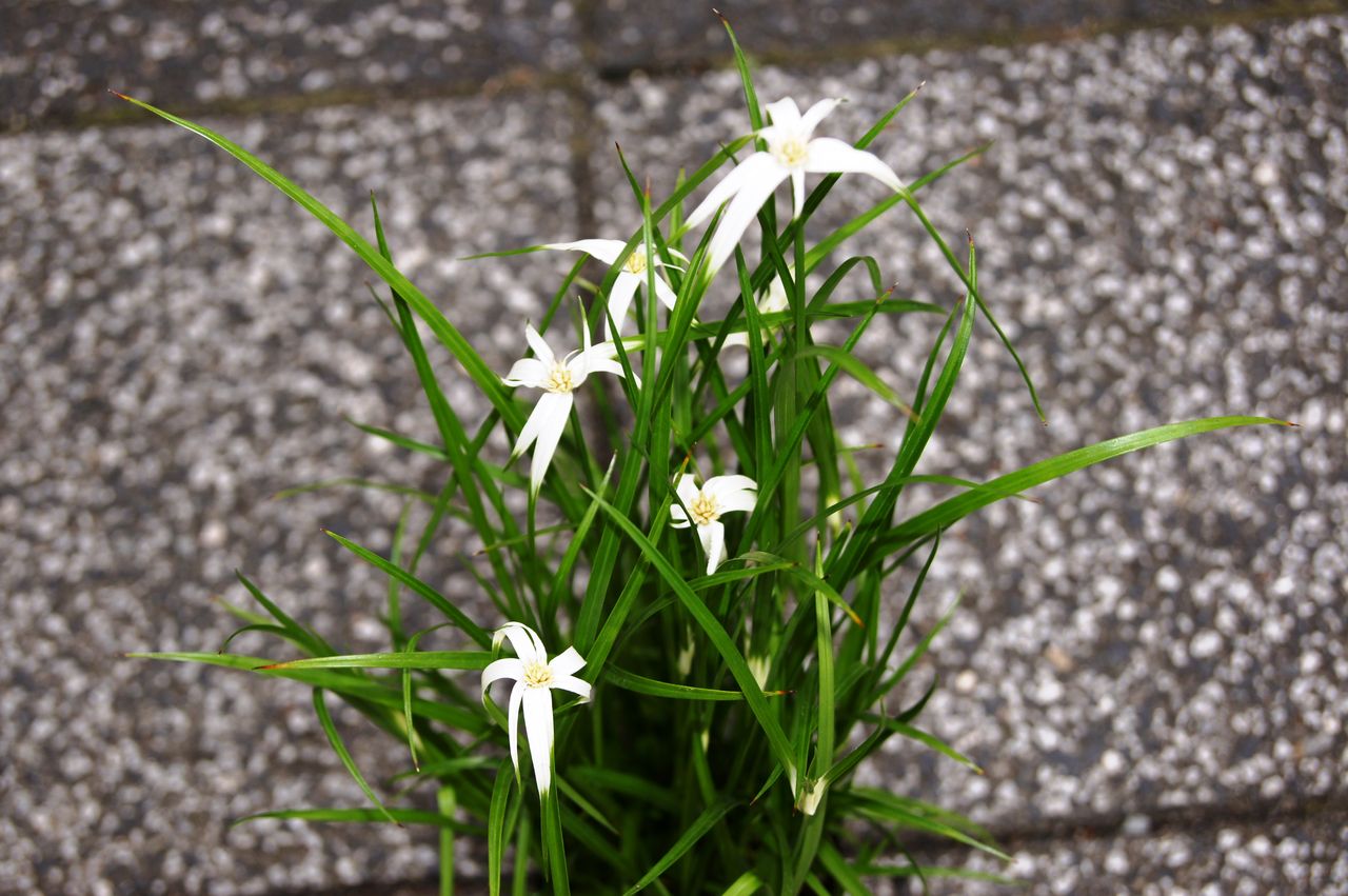 花重 京都 Hanajyu 夏の花 花重 京都 Hanajyu 夏の花