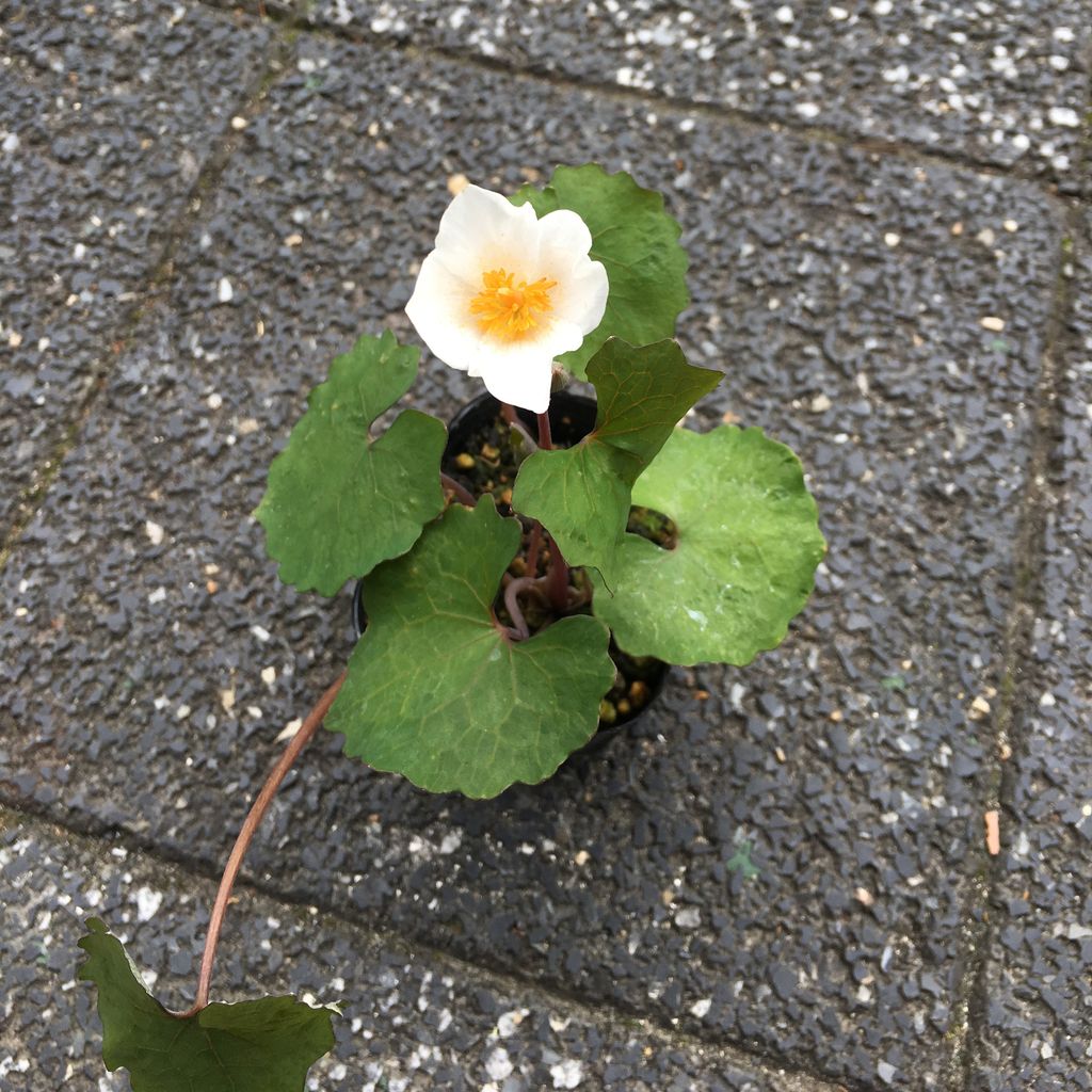 花重　京都 hanajyu