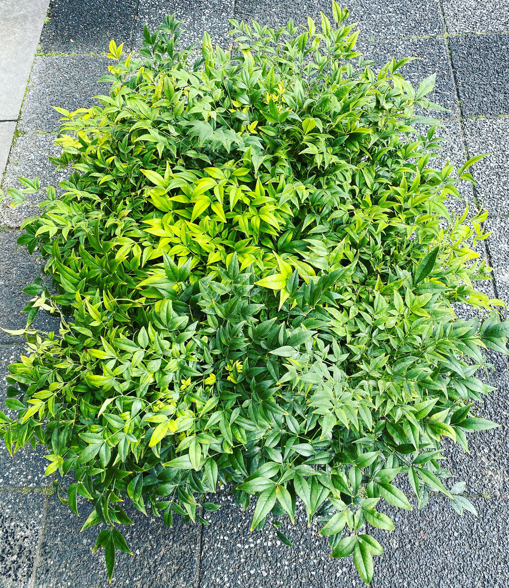 花重 京都 Hanajyu 庭木一覧 花重 京都 Hanajyu 庭木一覧