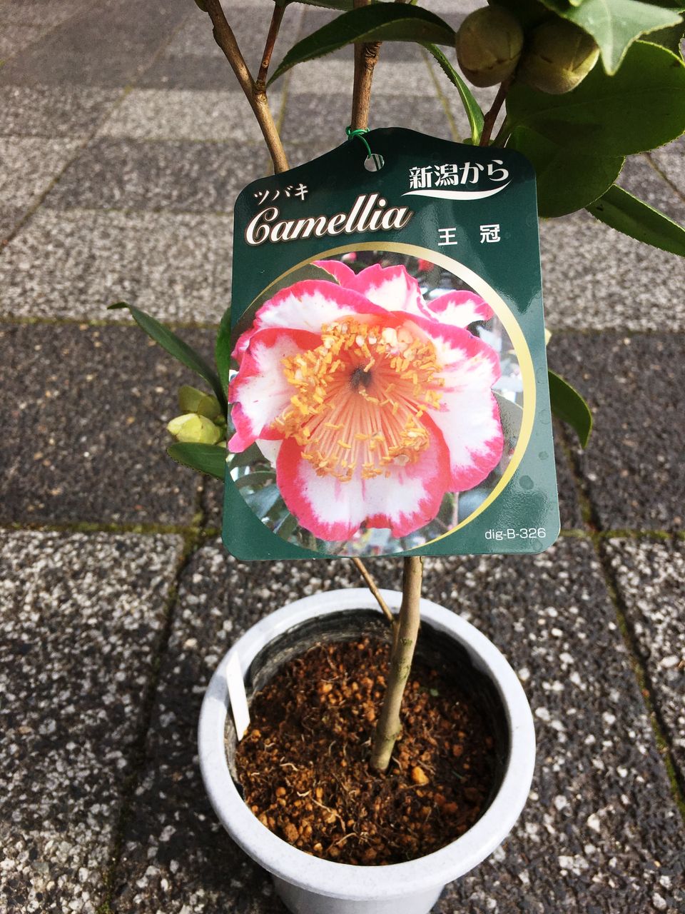 ツバキ王冠肥後椿販売 : 花重 京都 hanajyu