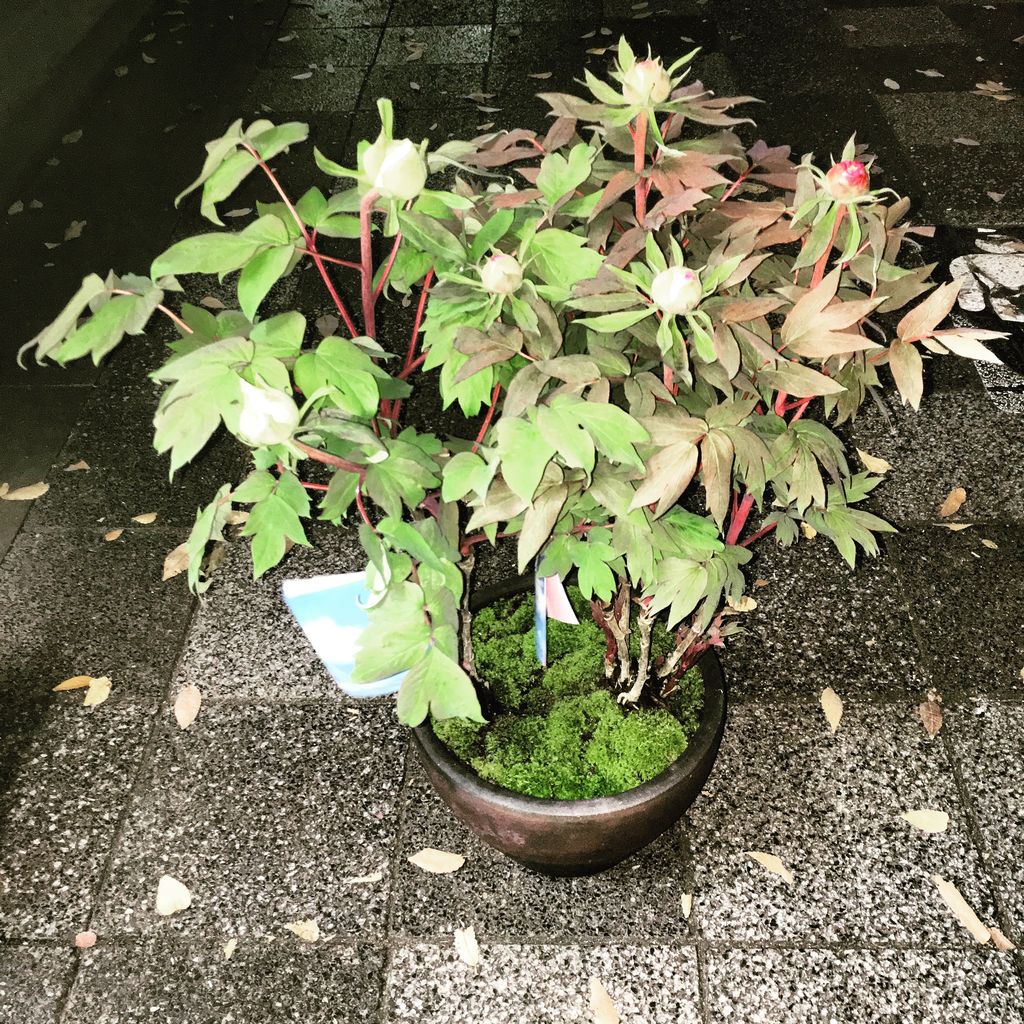 花重 京都 Hanajyu 牡丹鉢物販売 花重 京都 Hanajyu 牡丹鉢物販売