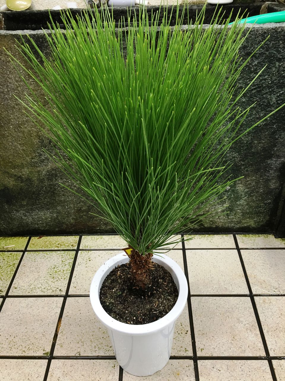 世界一の松 大王松 発送可能です 税込 発送可能です