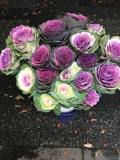 オドリ葉牡丹鉢