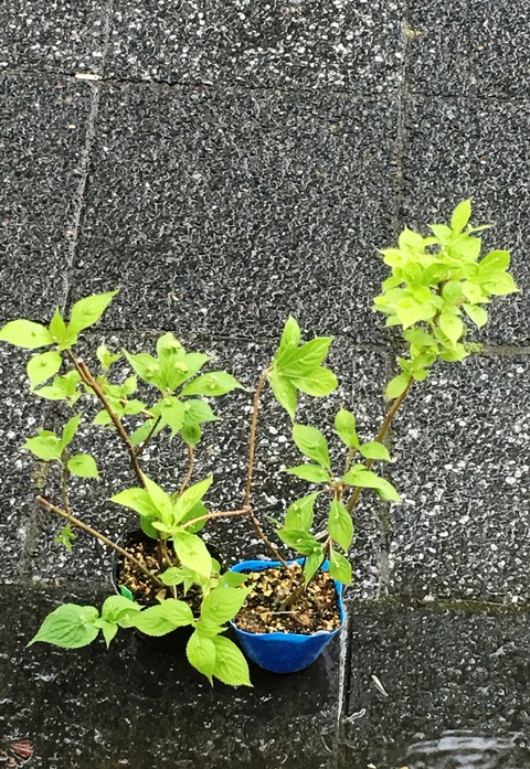 ハナイカダ