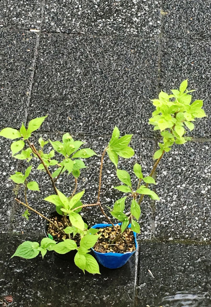 花筏入荷 花重 京都 Hanajyu