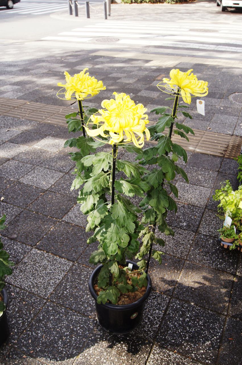 立菊鉢販売開始 花重 京都 Hanajyu 立菊鉢販売開始 花重 京都 Hanajyu