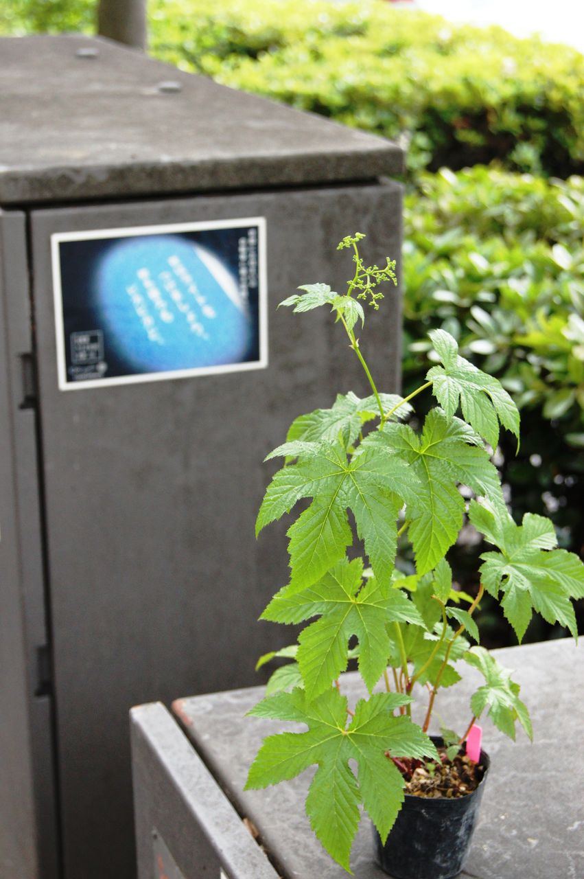 京鹿の子販売 花重 京都 Hanajyu