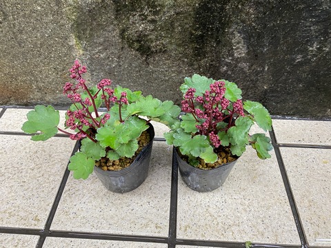 大文字草紅小輪