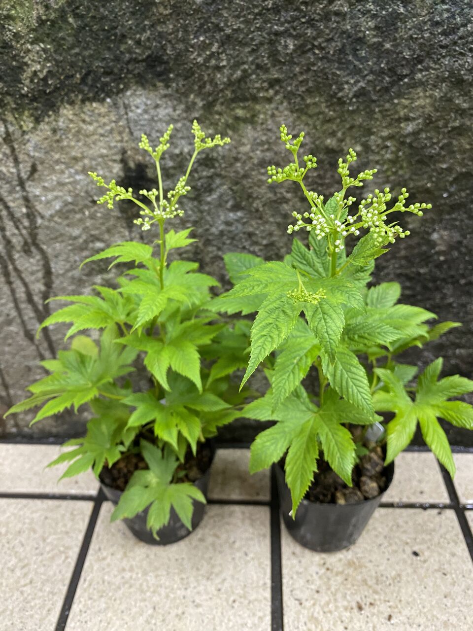 白花京鹿の子販売 花重 京都 Hanajyu