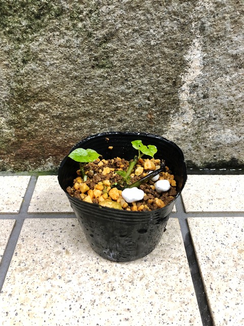 素心フタバアオイ