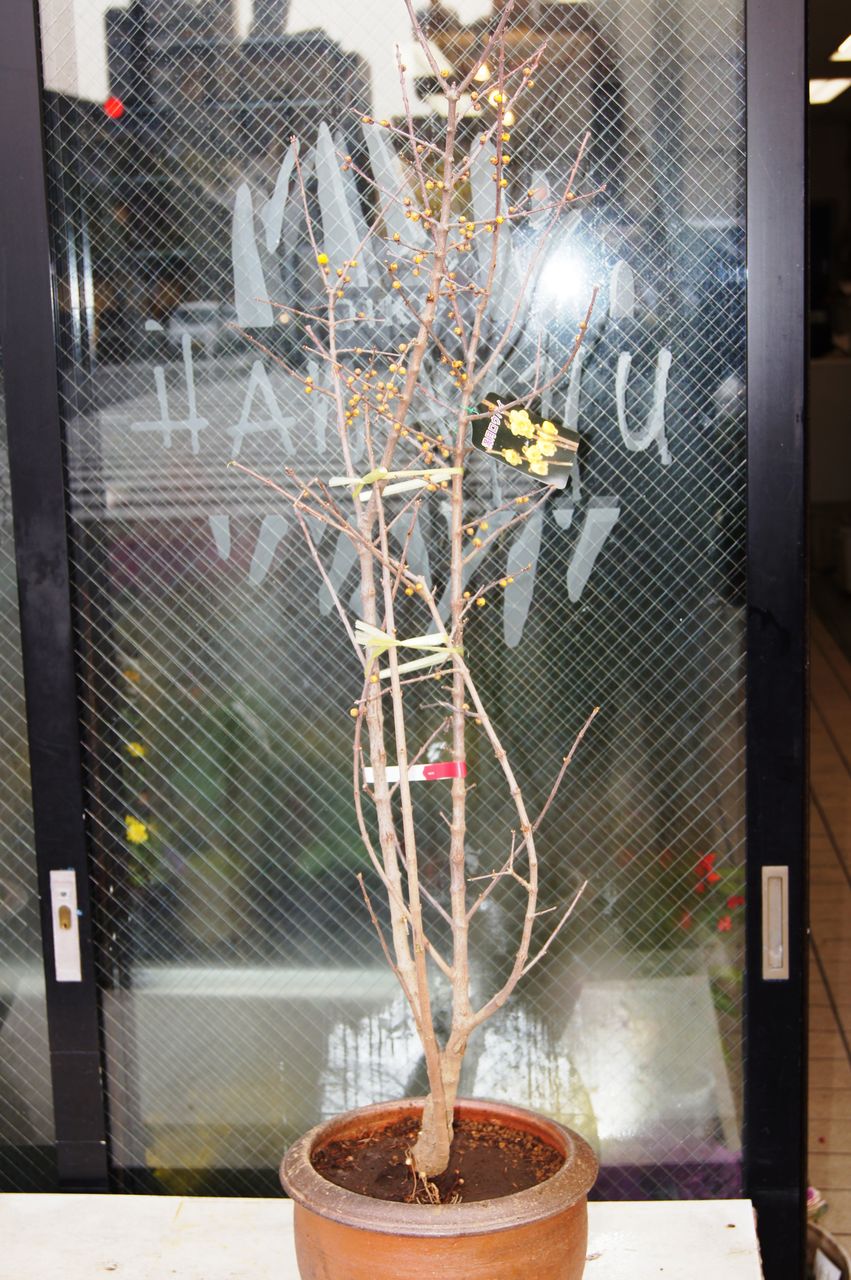 満月ロウバイ販売 花重 京都 Hanajyu 満月ロウバイ販売 花重 京都 Hanajyu