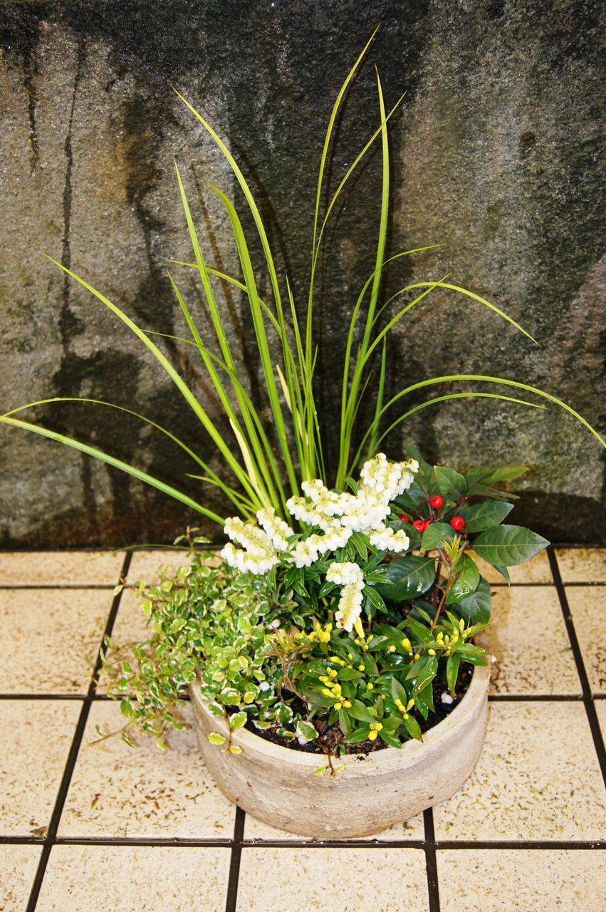 春の寄せ植え販売 花重 京都 Hanajyu 春の寄せ植え販売 花重 京都 Hanajyu