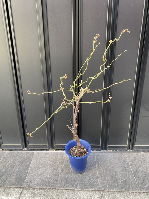 ウンリュウバイ