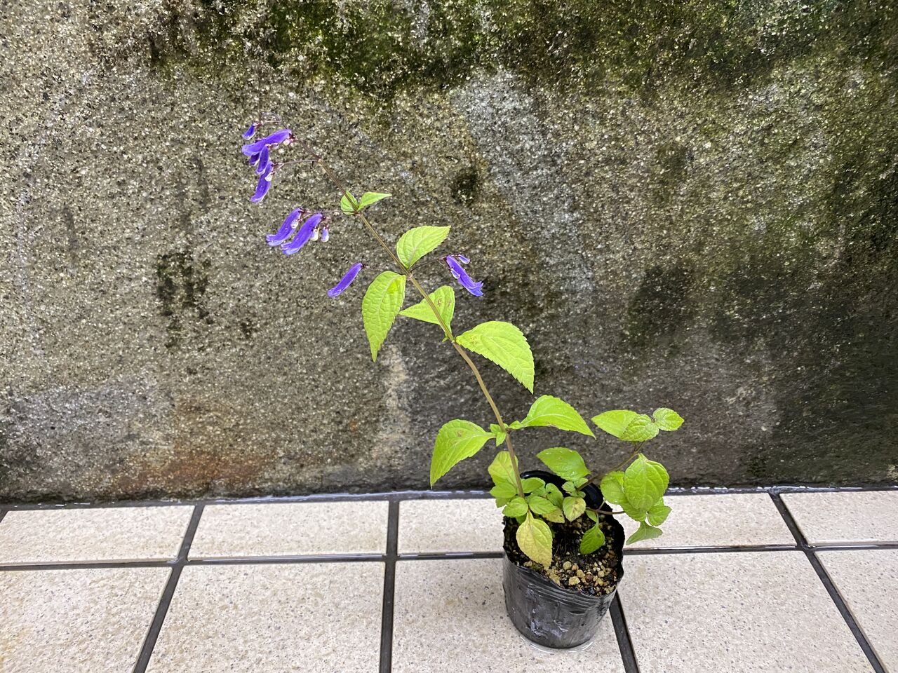 花重 京都 Hanajyu 秋の山野草 花重 京都 Hanajyu 秋の山野草