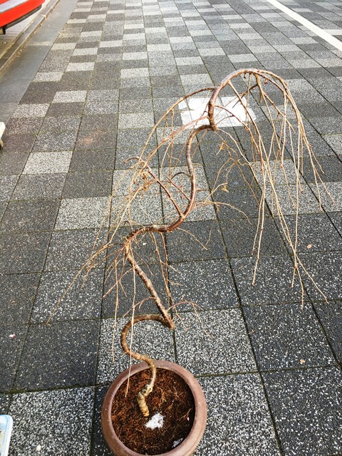 富士シダレザクラ