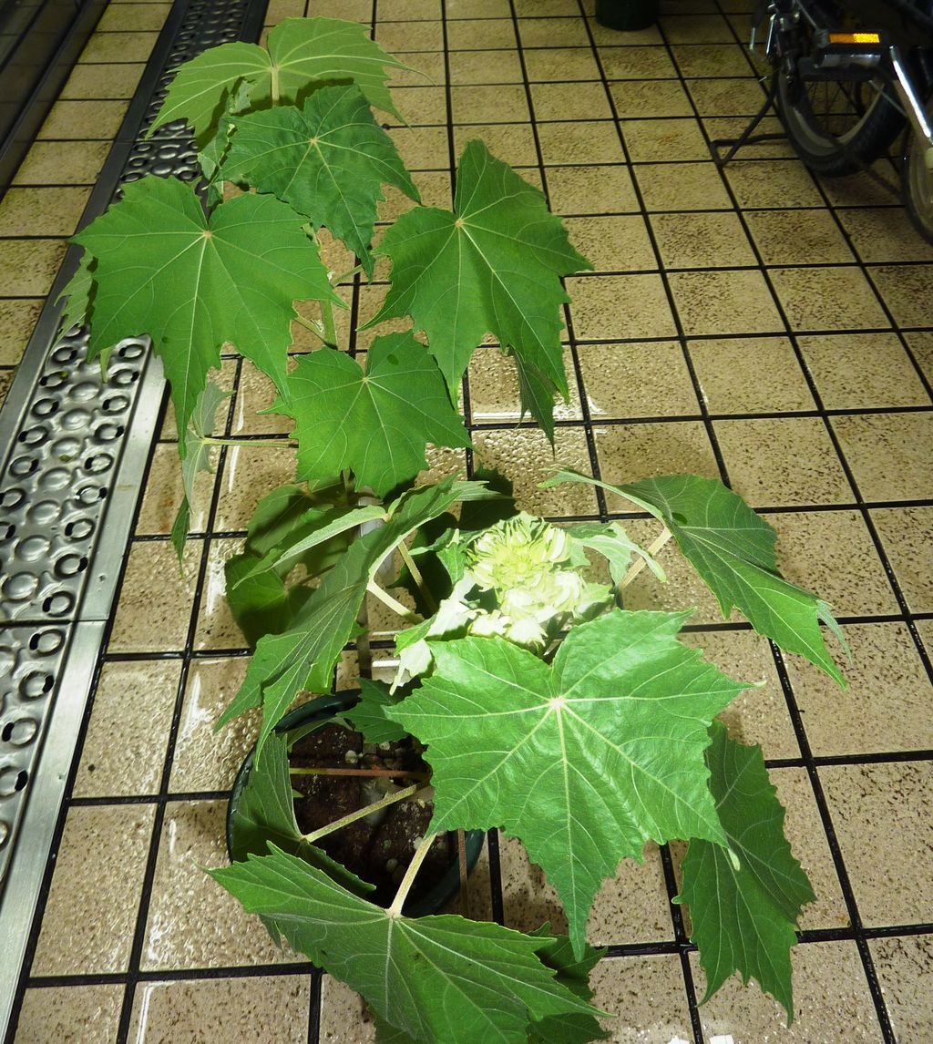 酔芙蓉販売 花重 京都 Hanajyu