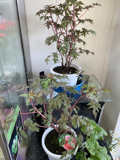 越の舞姫新潟ボタン