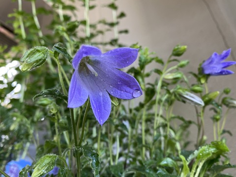 サラガミネキキョウ