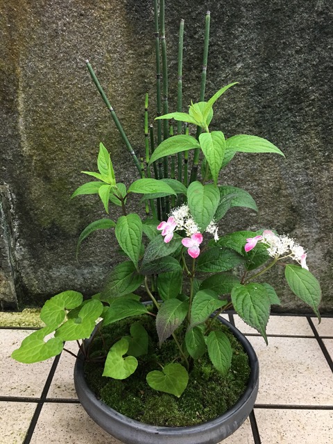 夏の山野草寄せ鉢