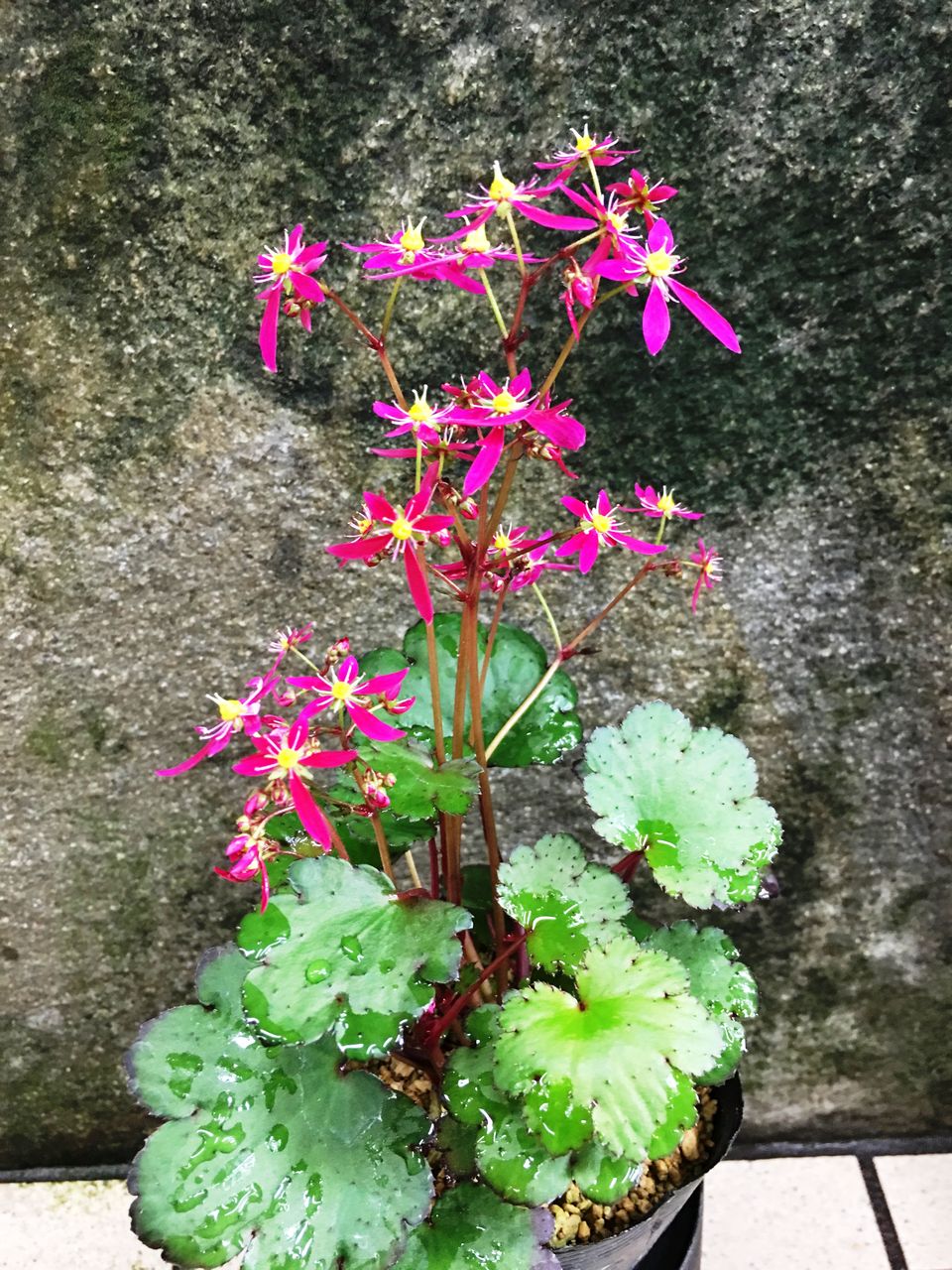 大文字草赤宝販売 花重 京都 Hanajyu 大文字草赤宝販売 花重 京都 Hanajyu
