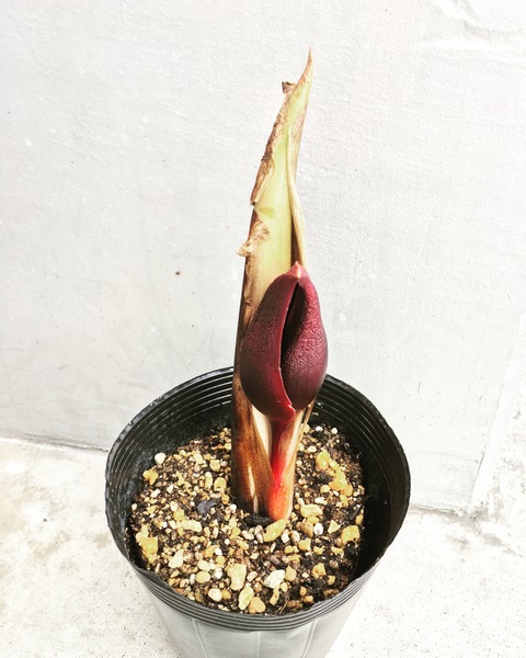 座禅草