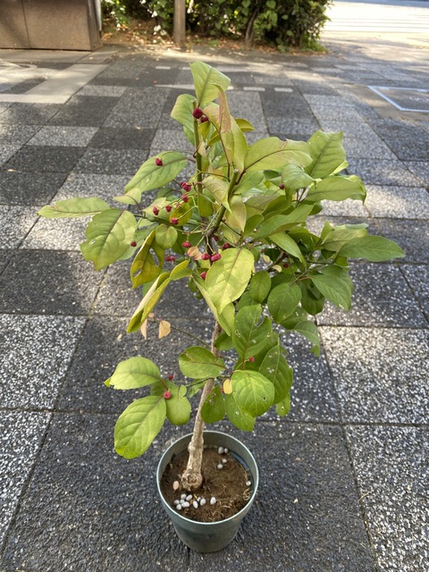 センゴクマユミ