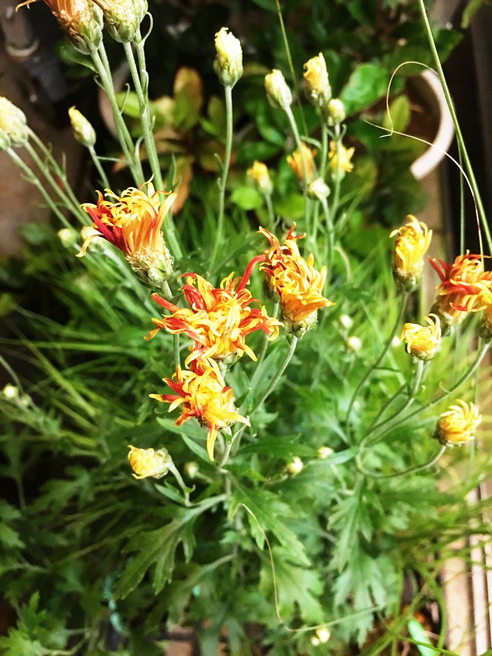 サガギク御所錦販売 花重 京都 Hanajyu