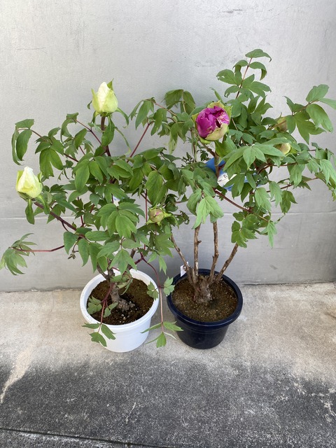 牡丹連鶴島大臣