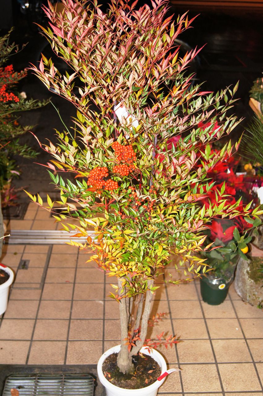 花重 京都 Hanajyu November 13 花重 京都 Hanajyu November 13