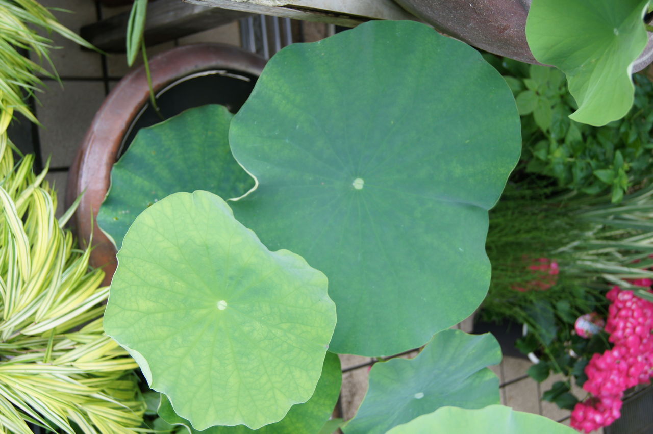 花重 京都 Hanajyu 蓮の育て方 花重 京都 Hanajyu 蓮の育て方