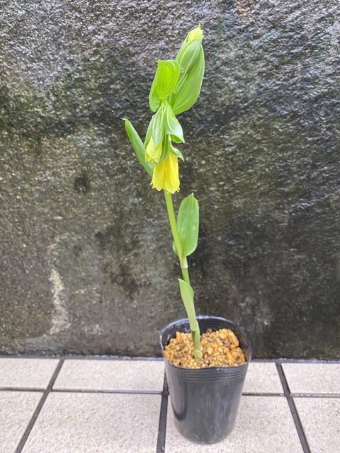 黄花ホウチャクソウ