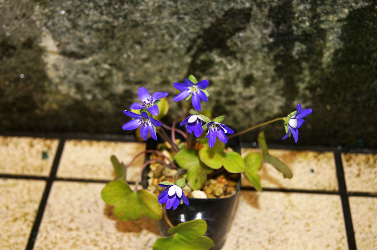 雪割草販売 花重 京都 Hanajyu 雪割草販売 花重 京都 Hanajyu