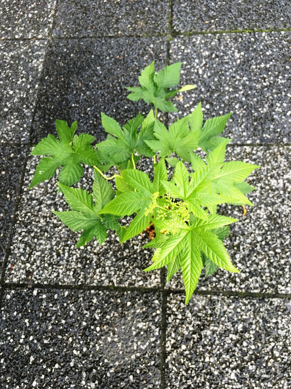 白京鹿の子入荷 花重 京都 Hanajyu