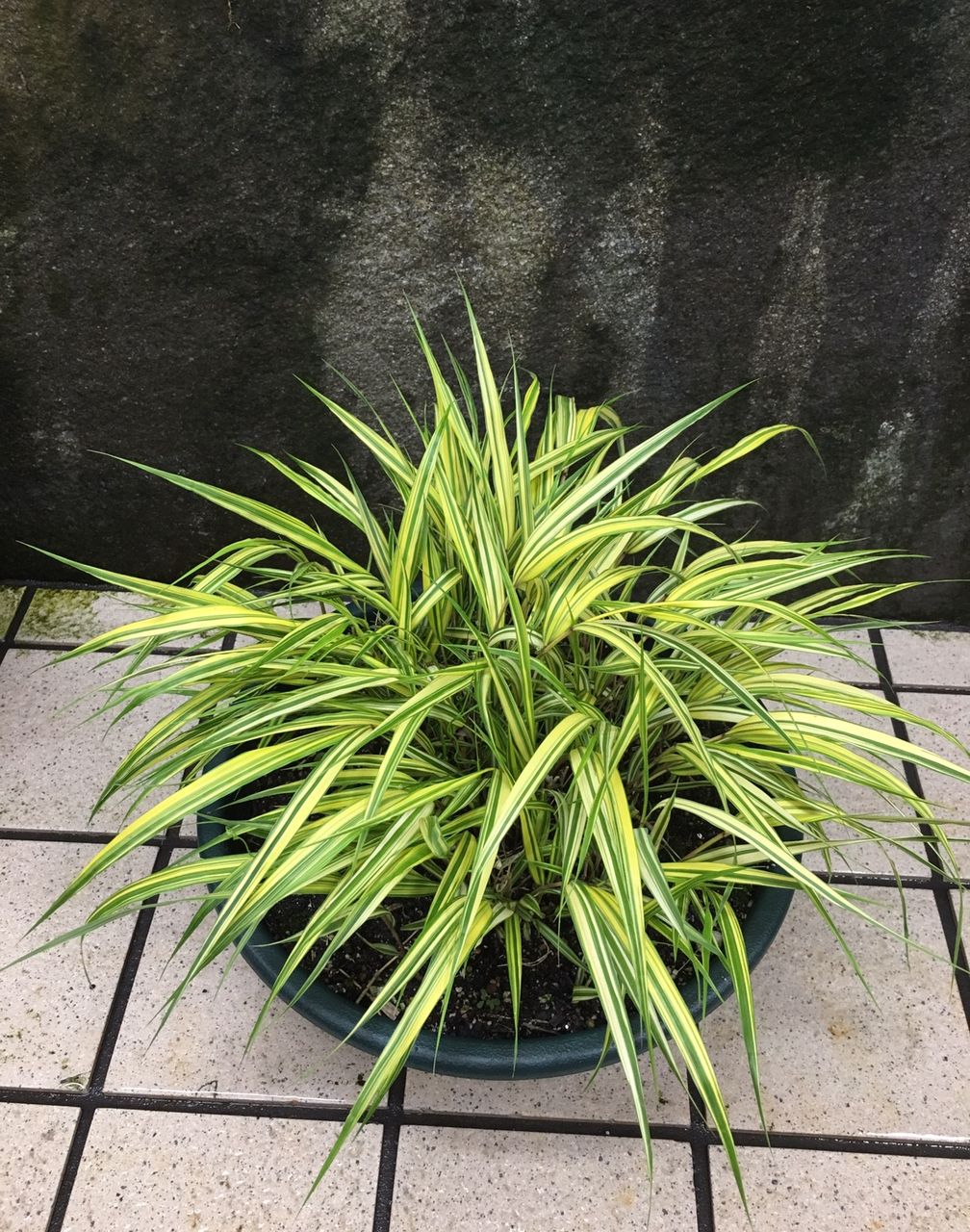 斑入り風知草販売 花重 京都 Hanajyu 斑入り風知草販売 花重 京都 Hanajyu