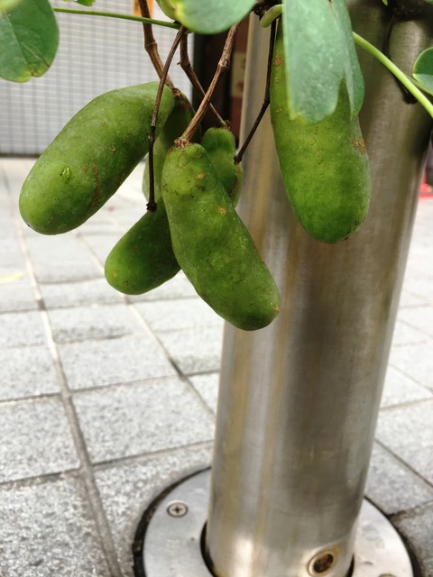 五葉むらさきアケビ