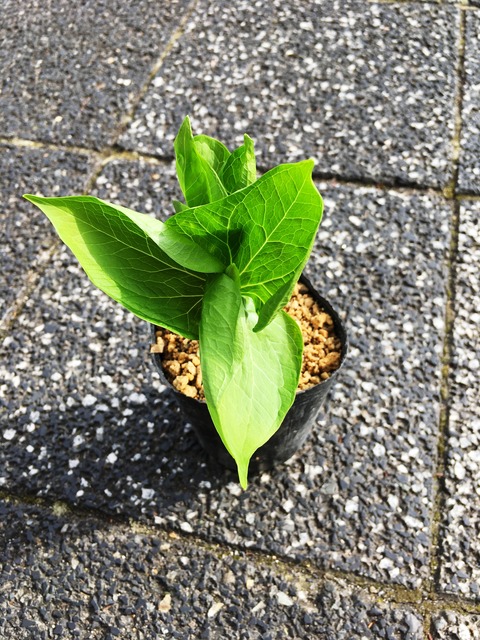 大花ｴﾝﾚｲ草