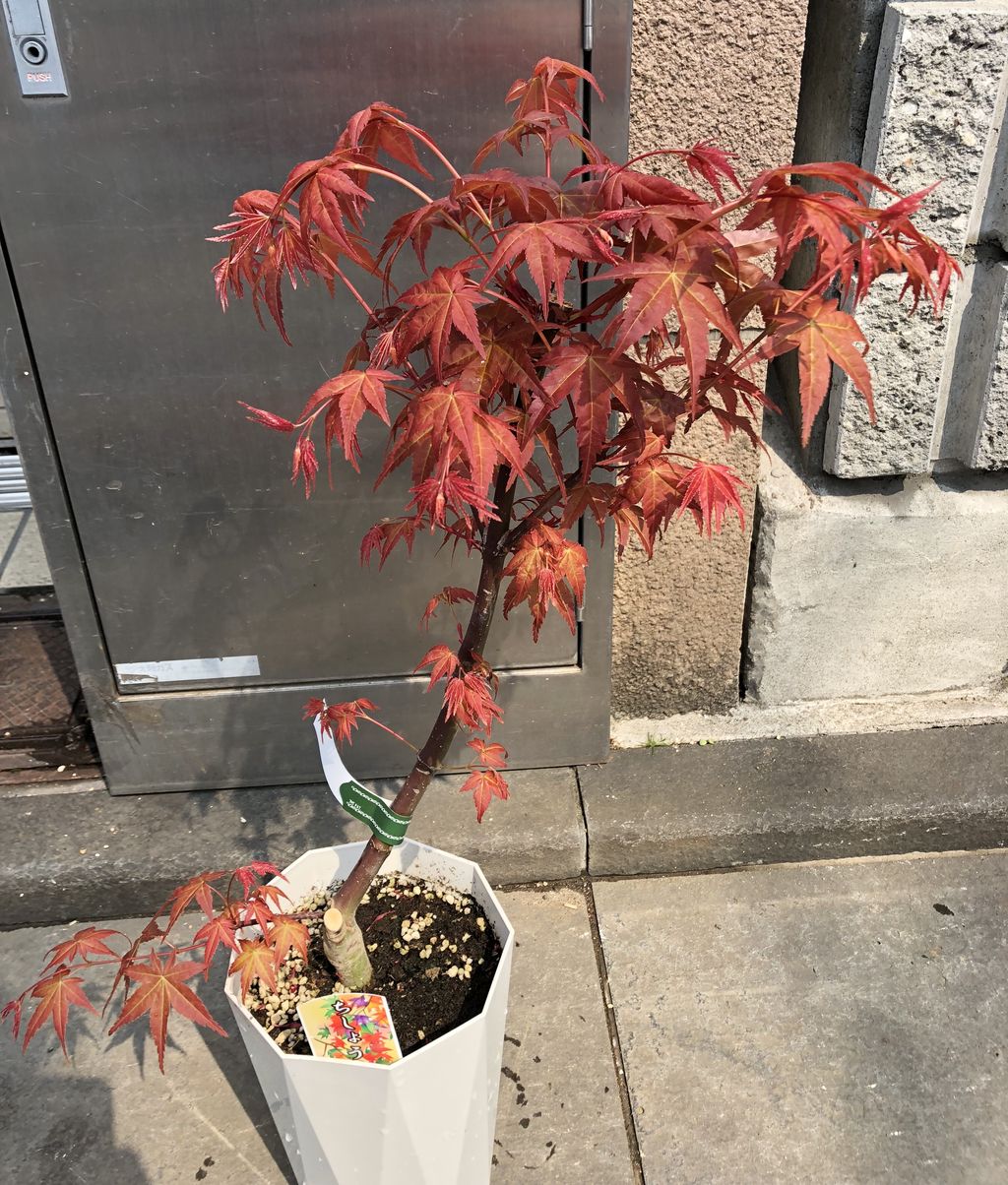血汐紅葉販売 : 花重 京都 hanajyu