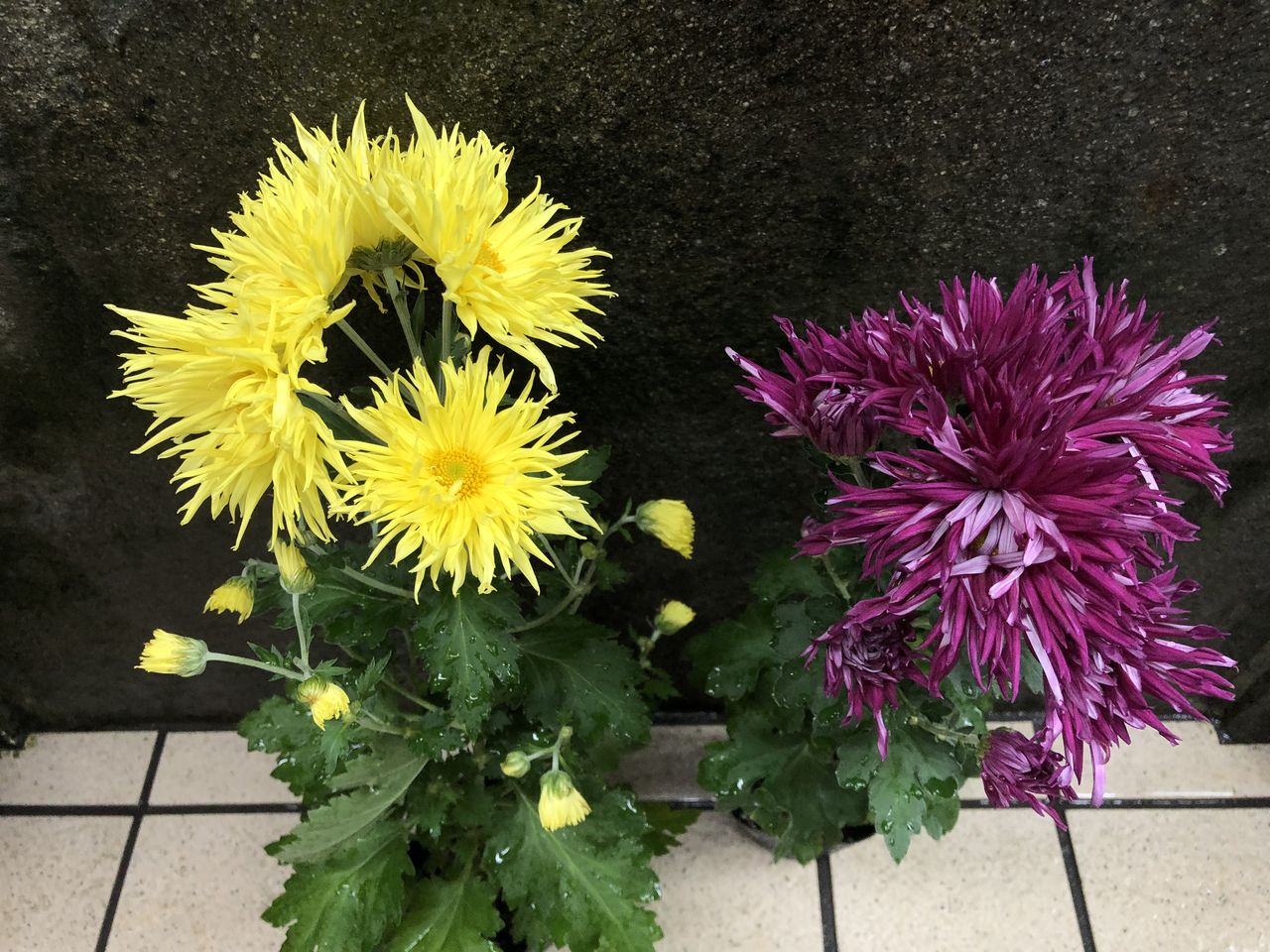 江戸菊入荷古典菊販売 花重 京都 Hanajyu