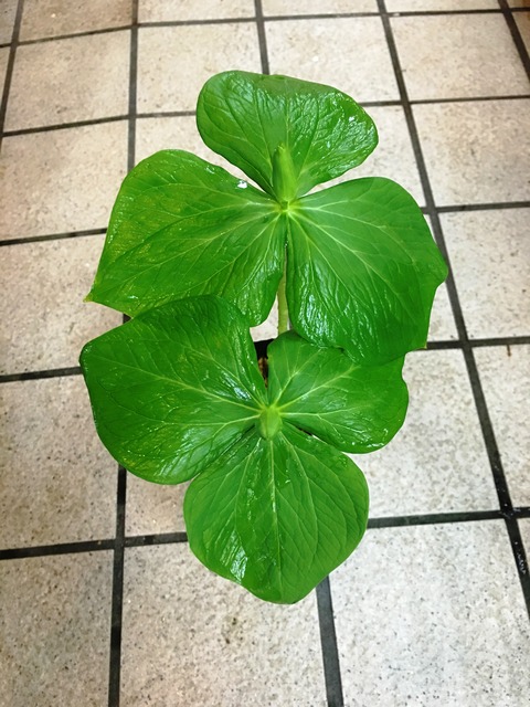 大花エンレイ草