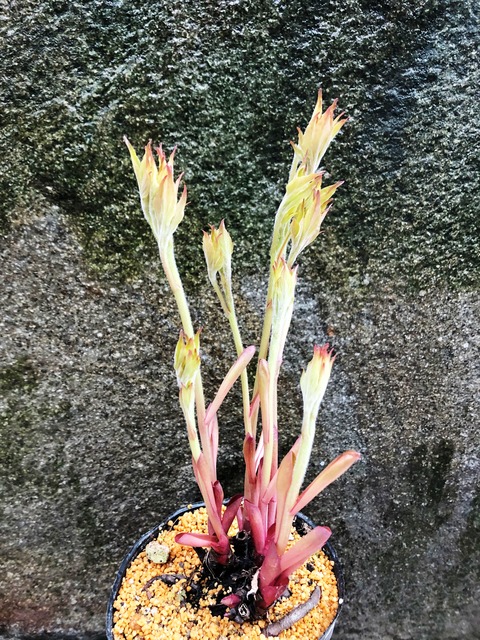 ニホンシャクヤク