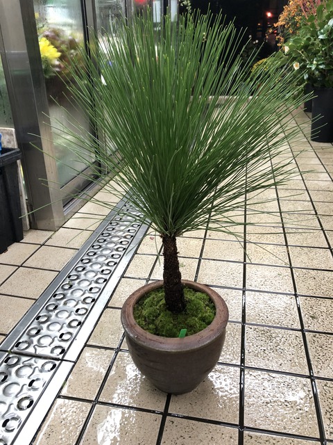 だいおうしょう