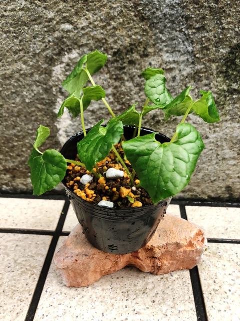 青軸フタバアオイ