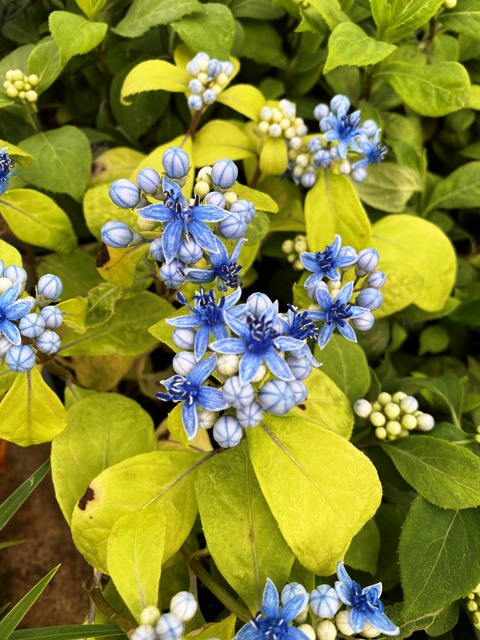 ジョウザンアジサイ