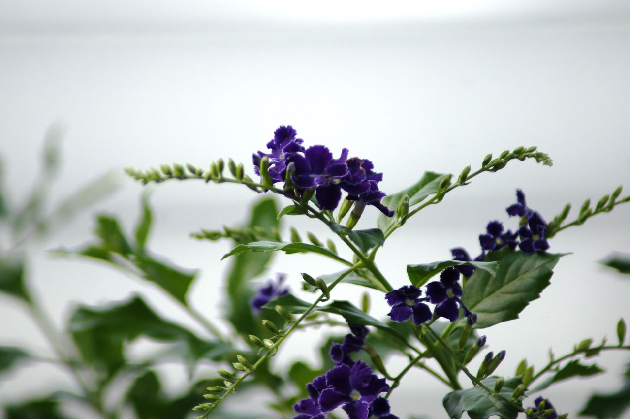 デュランタ販売 花重 京都 Hanajyu デュランタ販売 花重 京都 Hanajyu
