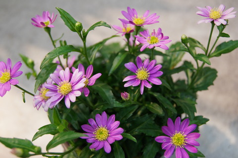 都忘れ ミヤコワスレ 花重 京都 Hanajyu