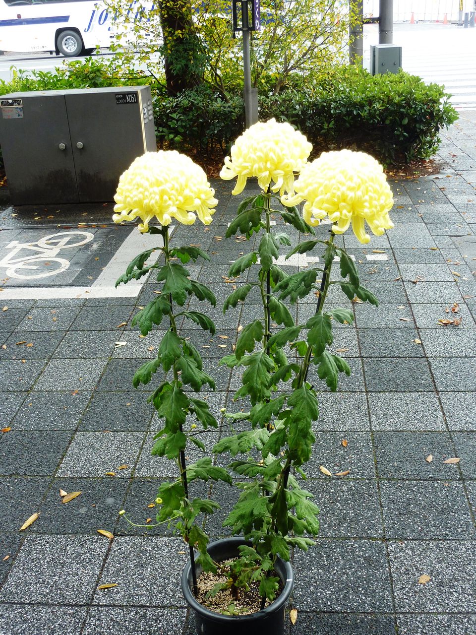 花重 京都 Hanajyu 取扱お花写真集 花重 京都 Hanajyu 取扱お花写真集