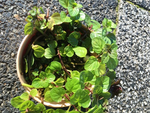 ｵｰﾃﾞｺﾛﾝﾐﾝﾄ